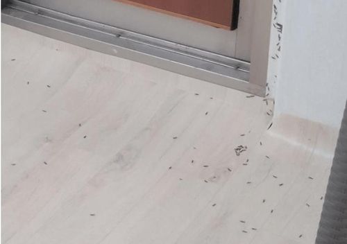 아산에서 발견됐다고 온라인 커뮤니티 올라온 흰개미들 사진