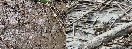 펄 위 고동과 작은 게들