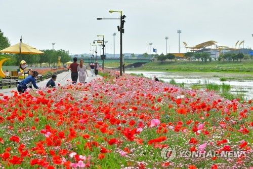 홍길동무 꽃길축제 열리는 장성 황룡강변