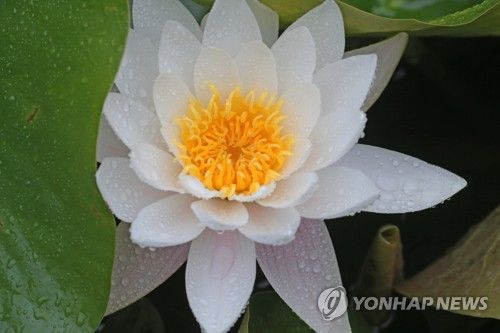 비오는 날 수련