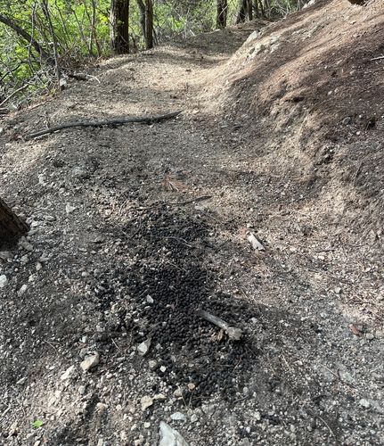 산양 분변 흔적