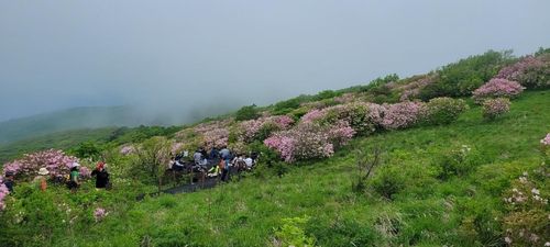 지난 27일 촬영한 비로봉 철쭉