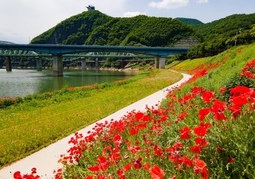 상진리 꽃양귀비