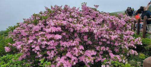 지난 27일 촬영한 비로봉 철쭉 