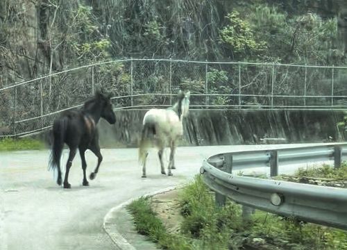 도로 활보하는 말들