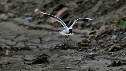 다큐멘터리 '수라' 속 한 장면
