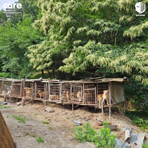 천안 도살장의 개들