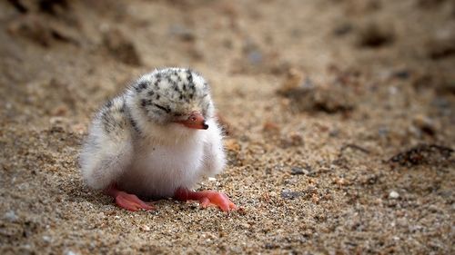 다큐멘터리 '수라' 속 한 장면