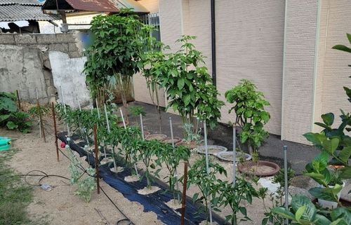 텃밭에서 발견된 양귀비