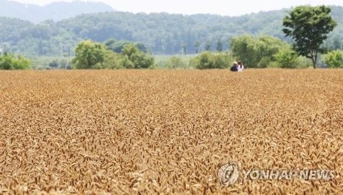 누렇게 익은 보리