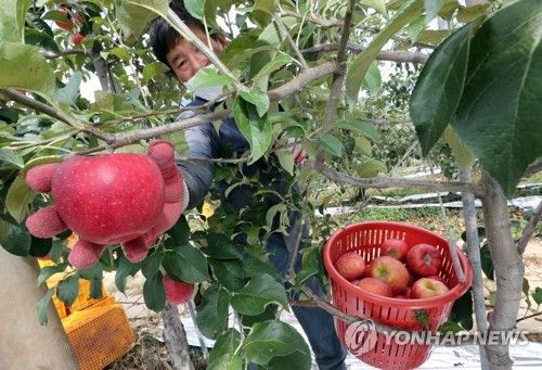 사과 수확하는 농부