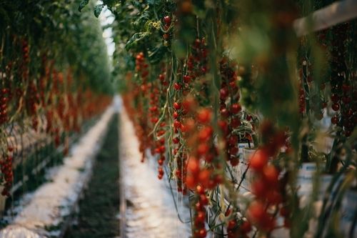 소스.ag의 스마트팜 기술이 적용된 농장