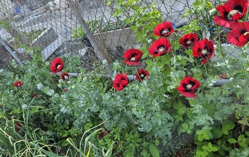 양귀비 밀경작 현장