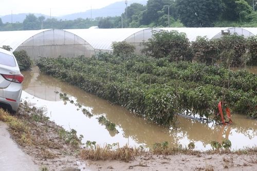 폭우로 침수된 밭