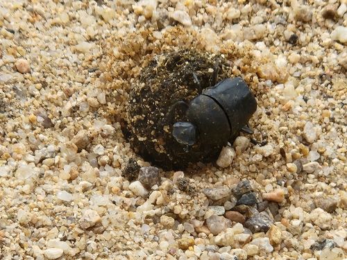 "똥 굴러가유∼"