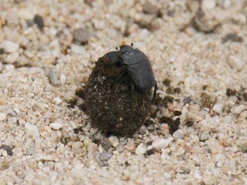 "똥 굴러가유∼"