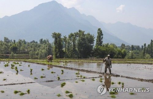 논에서 일하는 인도 농민들