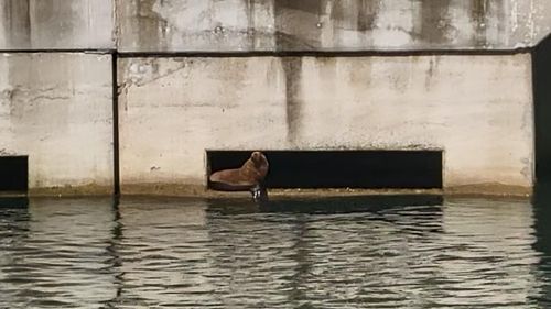 포항 영일만항 북방파제에 나타난 큰바다사자