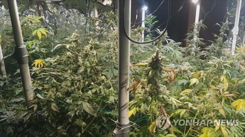 대마 재배