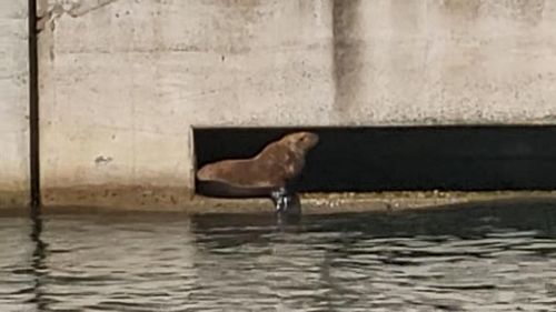 포항 영일만항 북방파제에 나타난 큰바다사자