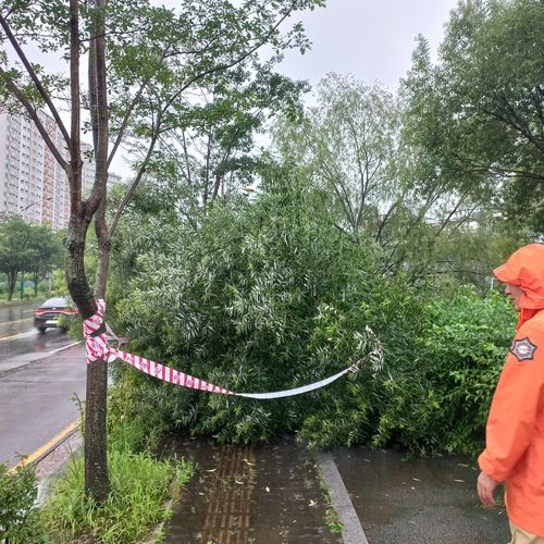23일 호우주의보가 내려진 인천 남동구 논현동 도로에 쓰러진 나무
