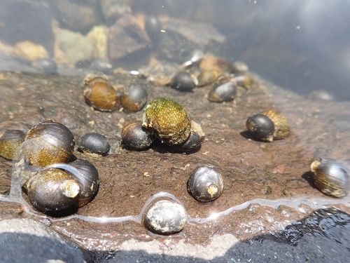 기수갈고동. [국립생태원 제공. 재판매 및 DB 금지]