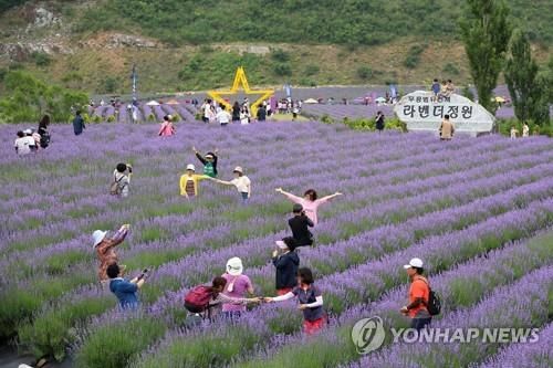 무릉별유천지에서 열린 라벤더 축제