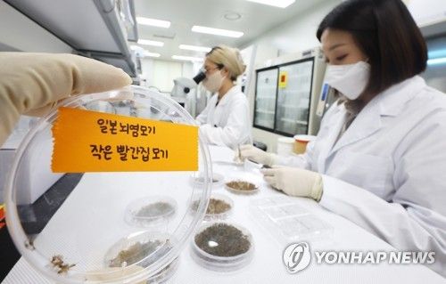 일본뇌염 모기 조심