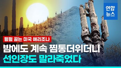 [영상] 애리조나 선인장마저 말려죽인 더위…안쪽부터 썩으며 쓰러져 - 2