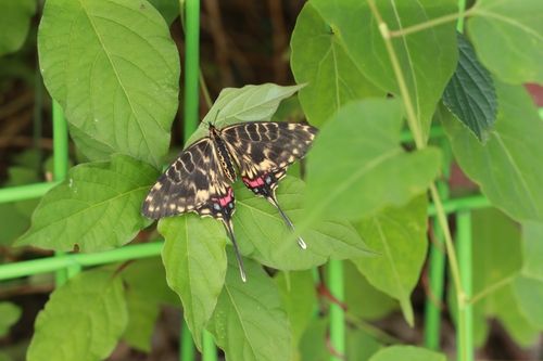 암수 꼬리명주나비