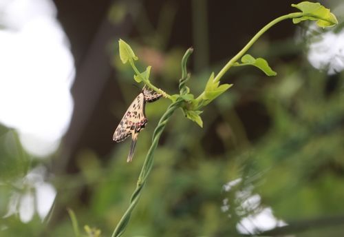 알 낳는 꼬리명주나비