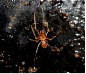 한국구슬거미 수컷