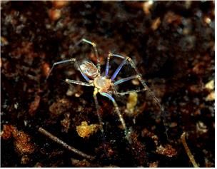 한국구슬거미 암컷