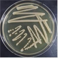 브레비바실러스 할로톨러런스 'FBCC-B4359' 균체를 배양한 모습