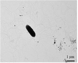 전자현미경으로 촬영한 브레비바실러스 할로톨러런스 'FBCC-B4359'