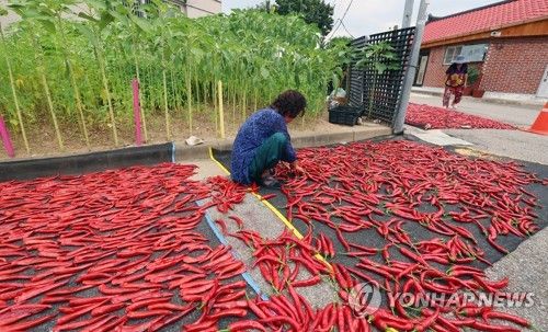 도심에 찾아온 가을