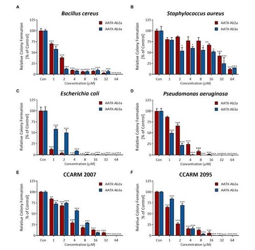 자생종 긴호랑거미에게서 발굴한 신종 항균펩타이드의 세레우스균, 황색포도상구균, 대장균, 녹농균, 다제내성녹농균(MRPA)에 대한 항균 실험 결과 [논문 캡처. 재판매 및 DB 금지]
