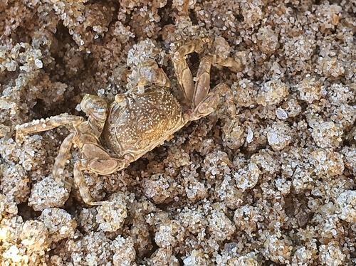 해양보호생물 '발콩게' 