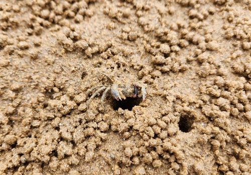 서식 확인된 발콩게 