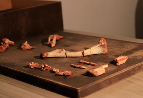 2억3천만년 전 파충류 '베네토랍토르 가세네에' 화석