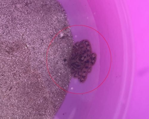 1일 제주 앞바다에서 발견된 파란고리문어