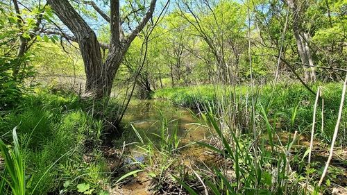 경기 연천군 민통선 내 산림습지 모습