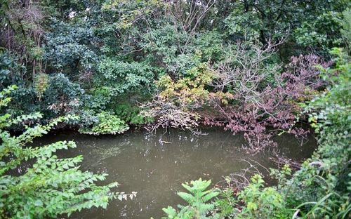 강원 철원군 민통선 내 산림습지 모습