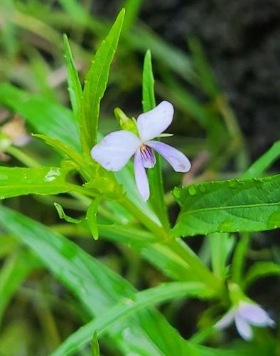 희귀식물이자 멸종위기종 '선제비꽃'