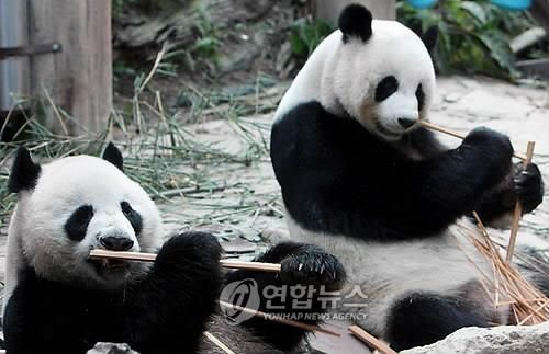 태국 치앙마이 동물원의 자이언트판다 린후이(왼쪽)와 추앙추앙(오른쪽)