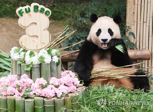 언니 판다 푸바오 '이제 세 살이에요'