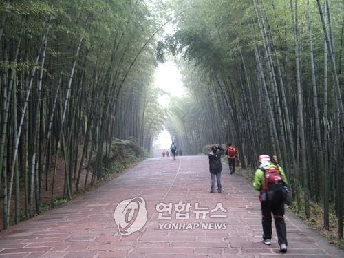 중국 쓰촨성 대나무숲