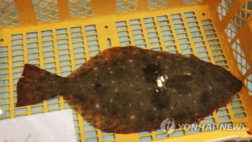 후쿠시마 수산물.