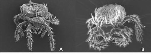 쯔쯔가무시 매개 털진드기