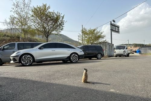 지난 4월 예산군 예당호 주변에서 발견된 미어캣